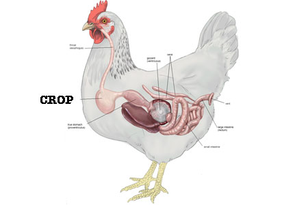 Chicken-Crop.jpg
