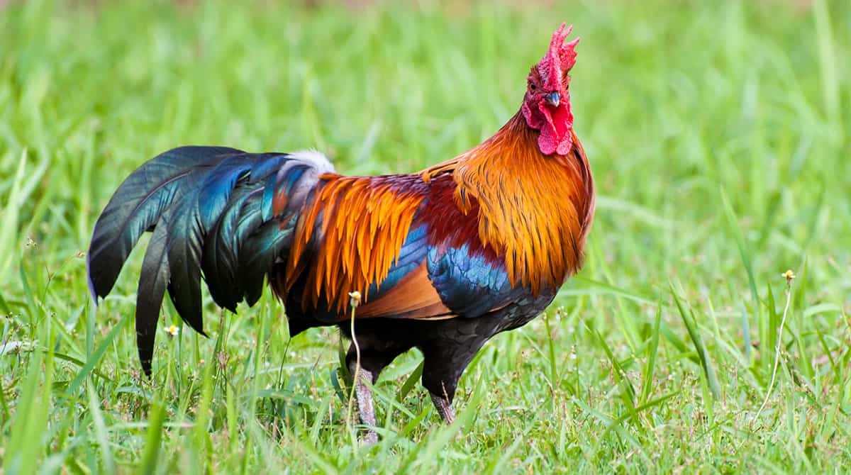 Pros-And-Cons-Of-Keeping-A-Rooster-h1.jpg