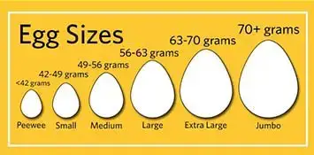 egg-sizes.jpg