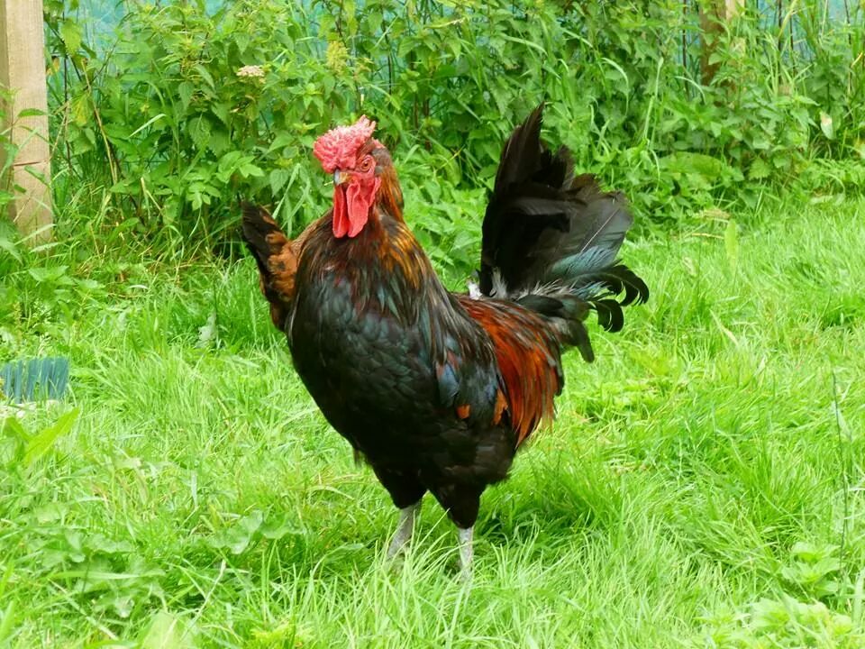 derbyshire_redcap_chickens_red_cap__103b20564648be208d2c305f.jpg