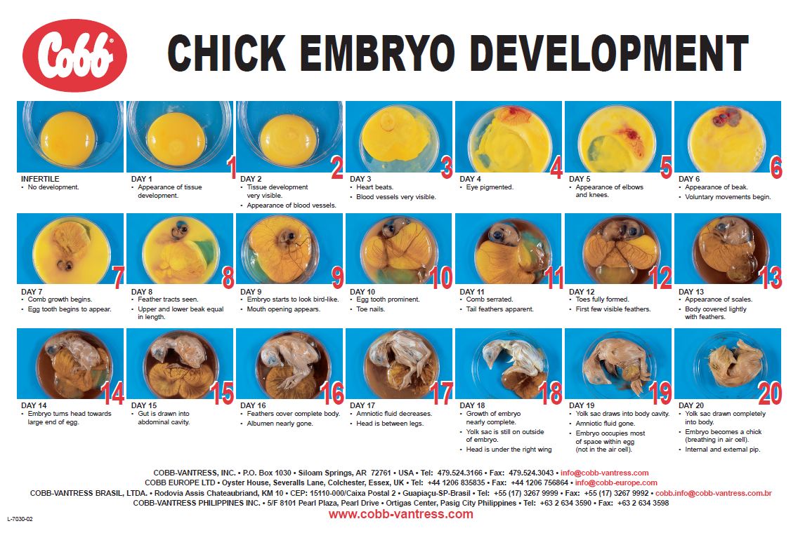chick_embryo_development1.jpg