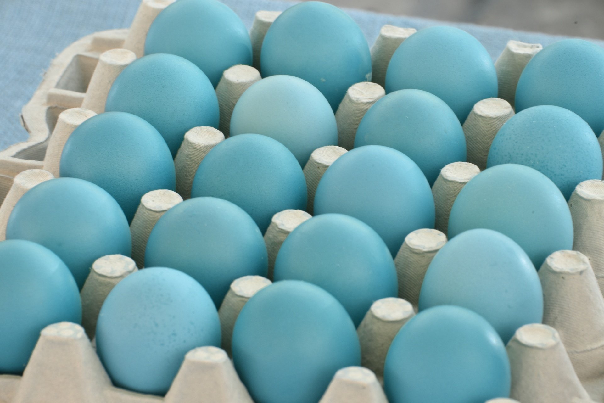 blue-eggs.jpg