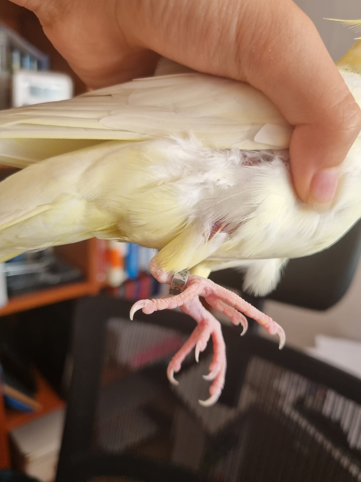 Bird Hand Beak Cockatiel Gesture
