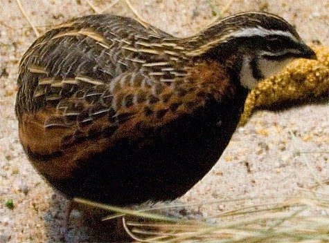 542d6320_quail-african_harlequin-86493-833620.jpeg