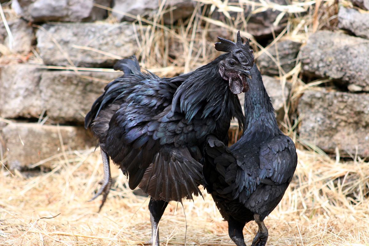 Baby Chicks: Ayam Cemani - My Pet Chicken