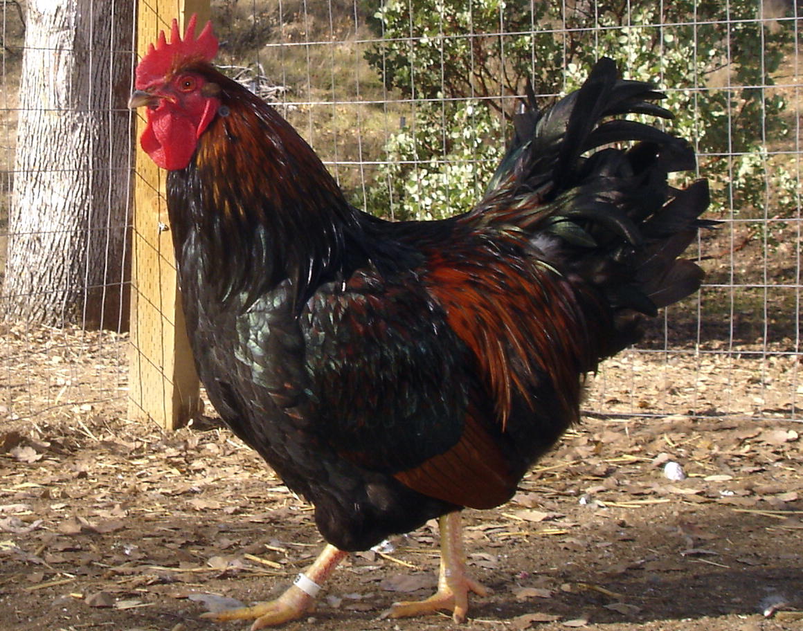 10 Amazing Facts About Barnevelder Chickens