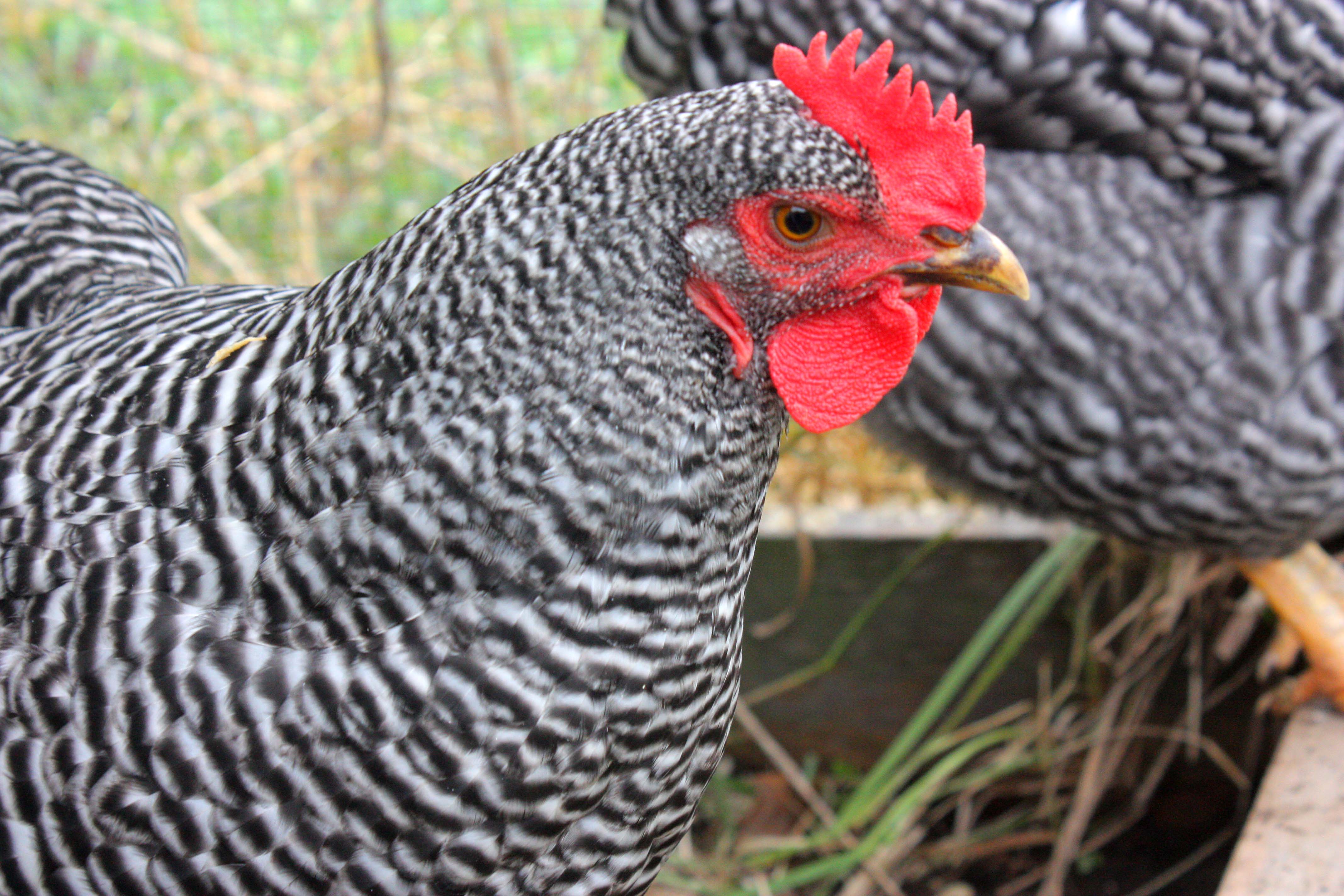 9 Fascinating Reasons To Raise Plymouth Rock Chickens