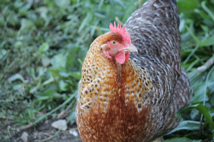 Bielefelder | BackYard Chickens - Learn How to Raise Chickens