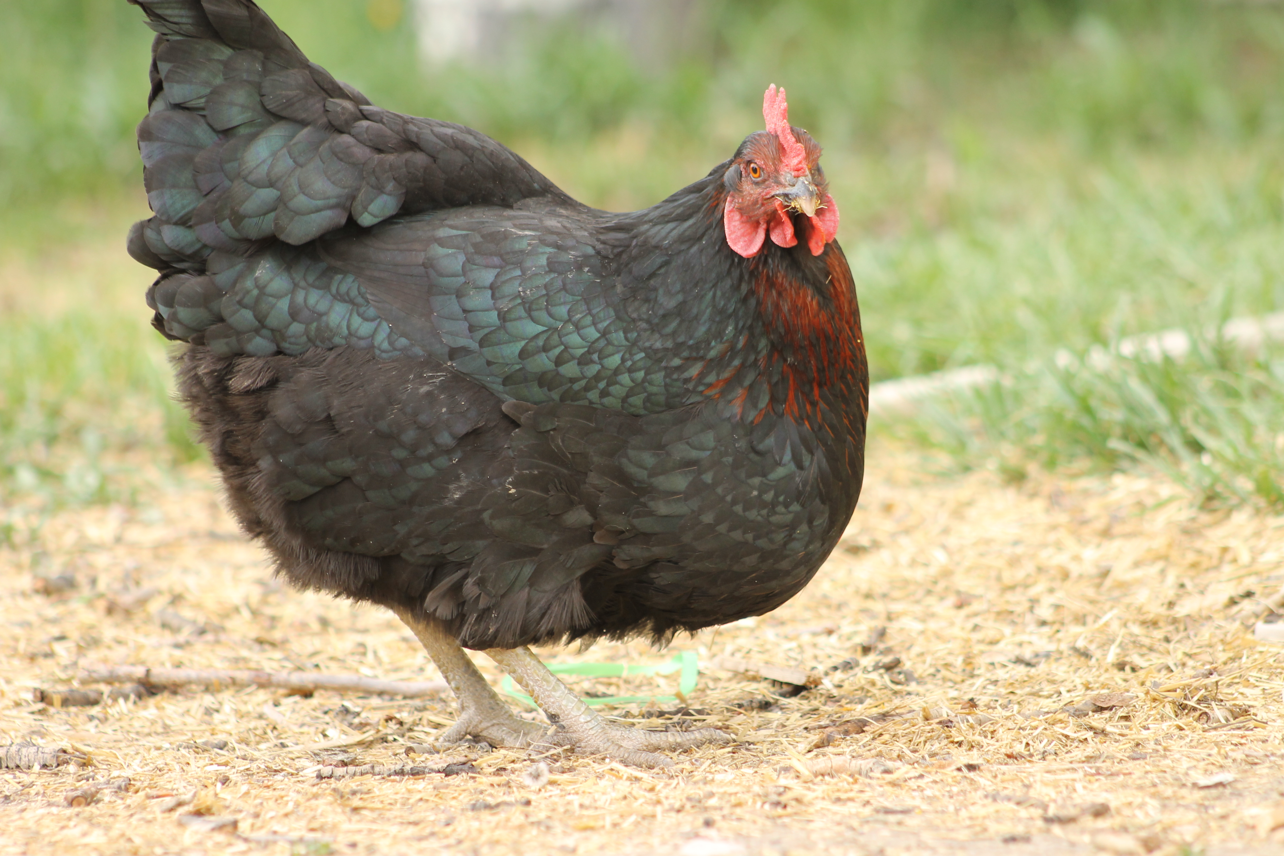 Black Sex Link chicken.