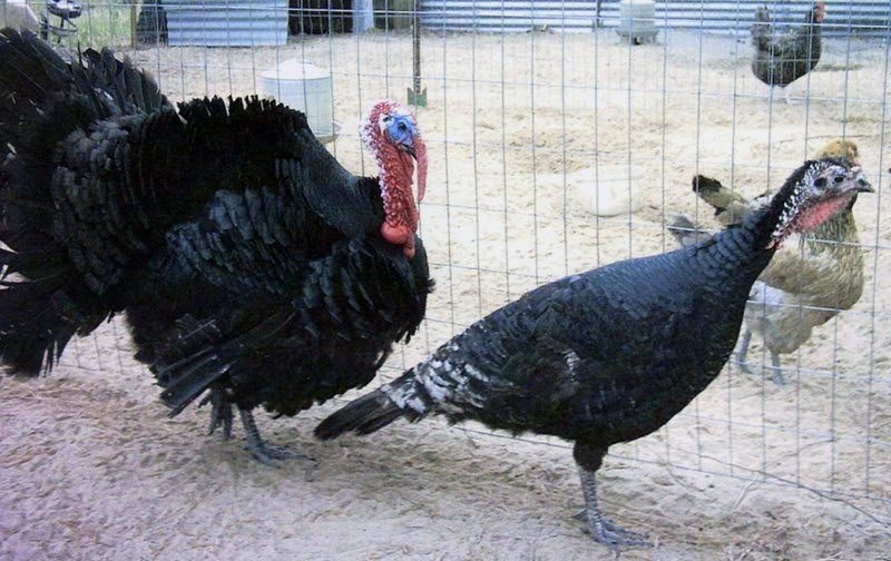 101e786a_turkeys-black_turkey-3291-767165.jpeg
