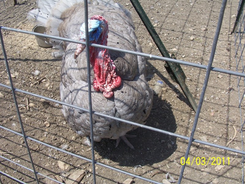 d397898a_turkeys-blue_slate-29766-587981.jpeg