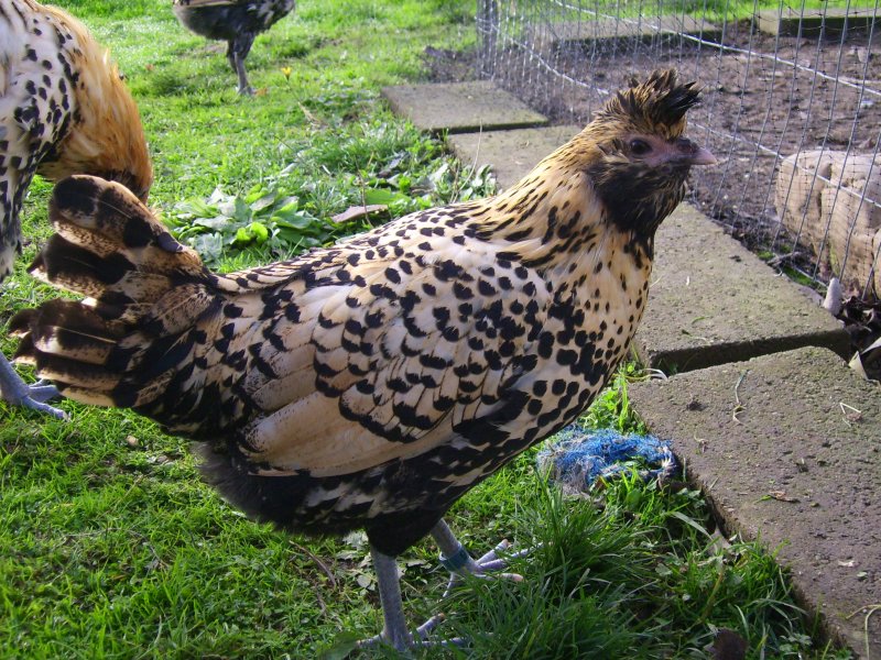 Brabanter Fluffy Chicken Breed