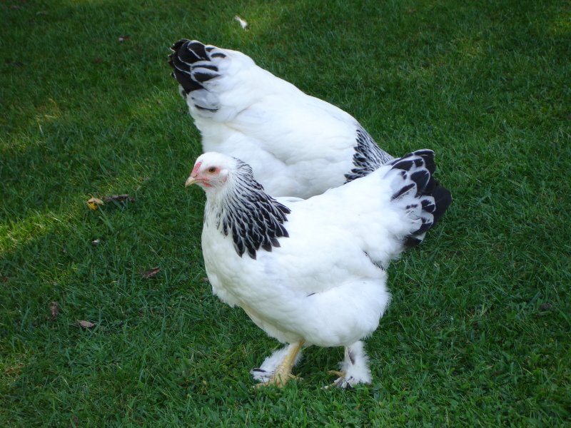 Light Brahma Hen or Rooster  BackYard Chickens - Learn How to