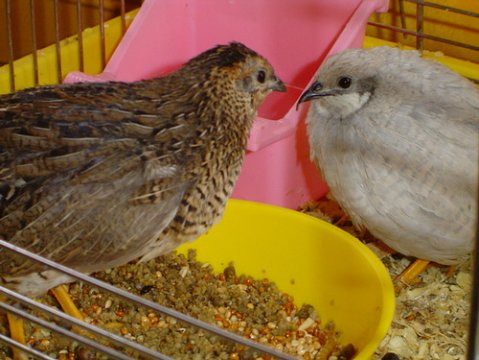 c0751b16_button_quail--898779.jpeg