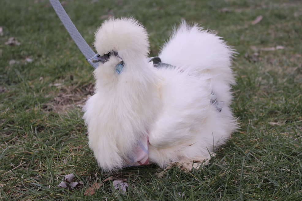 studio-cluck-chicken-harness-early-bird-print-on-silkie-chicken.png