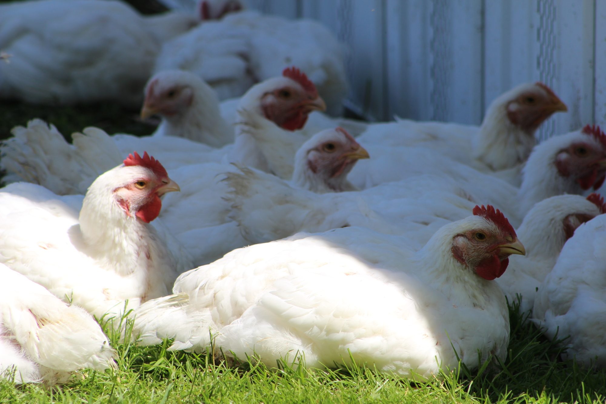 Featured image of post Teal Colored Chickens - In the overworld, you can find log, sand, flint, and bone chickens.