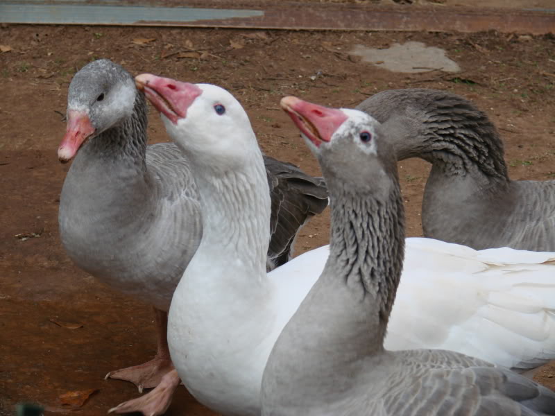 b2af74d4_geese-cotton_patch-43459-391106.jpeg