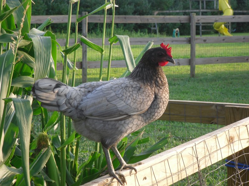 Delaware Blue Hen | BackYard Chickens - Learn How to Raise Chickens