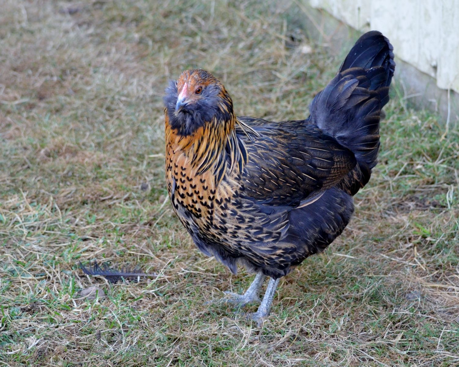 All About Chicken Farming! Jeopardy Template