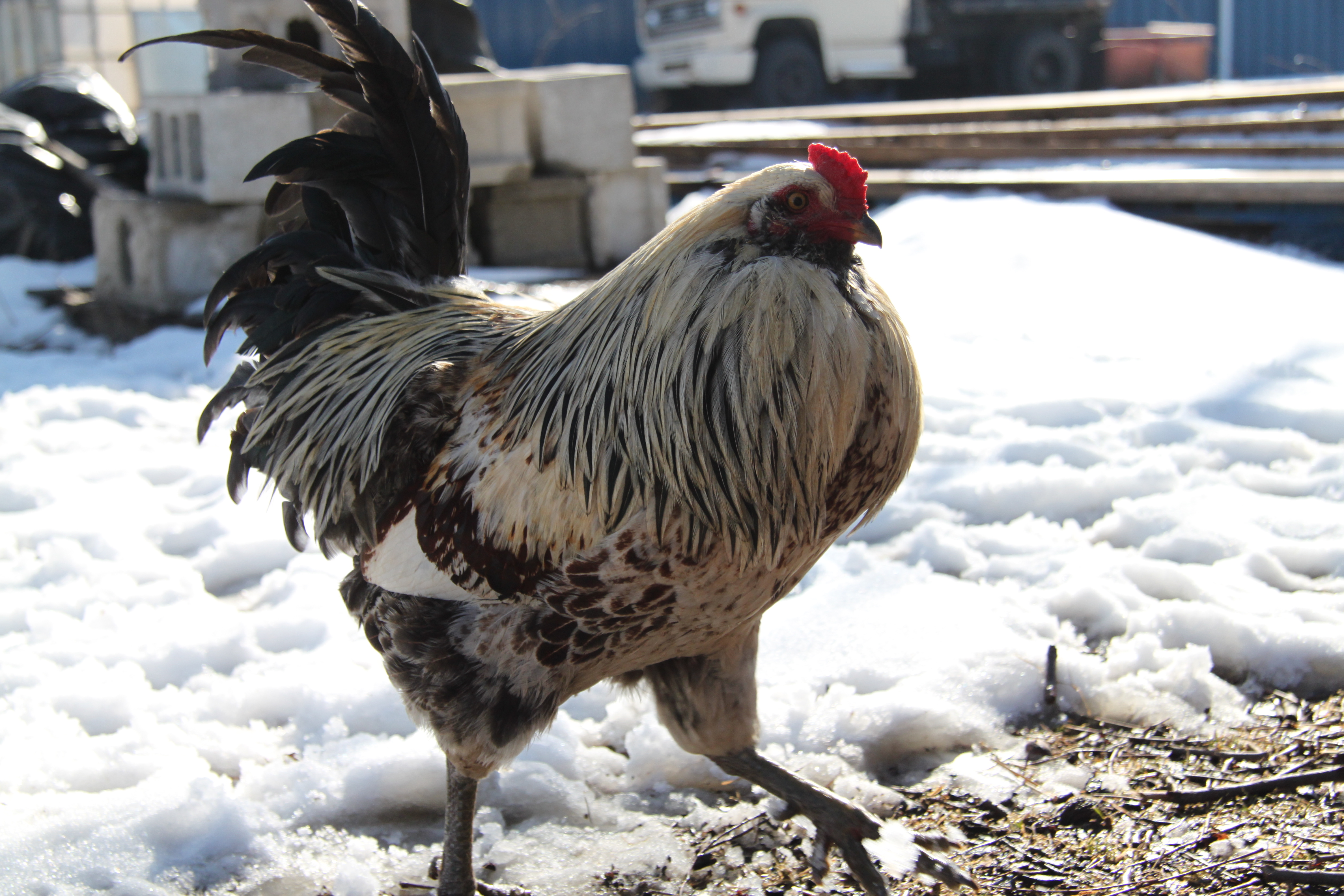 easter egger chicken colors