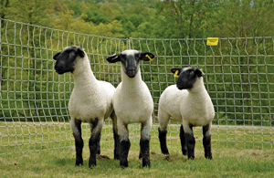 04573741_1305261495_NPCW_sheep2_2014.gif