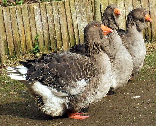 609af2d5_geese-exhibition_dewlap_toulouse-80310-937249.jpeg