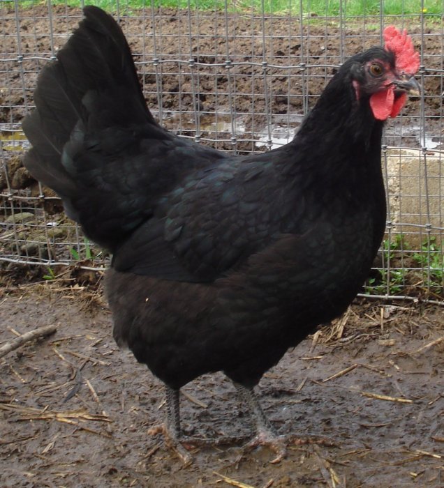 jersey giant hen