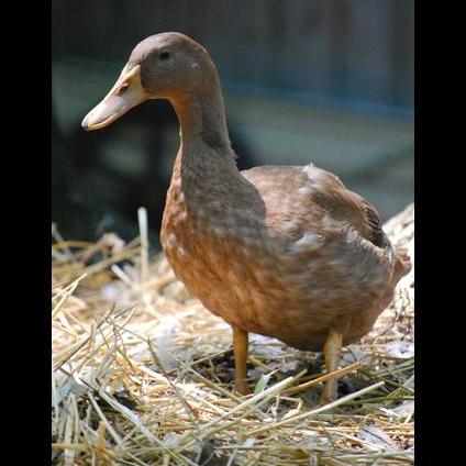 Bird Gotta Fly: Why Flappy Bird Flew The Coop