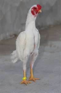 87095f30_605276425_chickens.jpeg