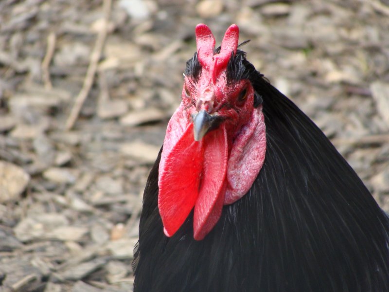La Fleche Backyard Chickens Learn How To Raise Chickens