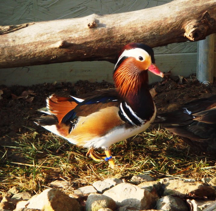 1eec5dfa_ducks-mandarin-28709-484216.jpeg