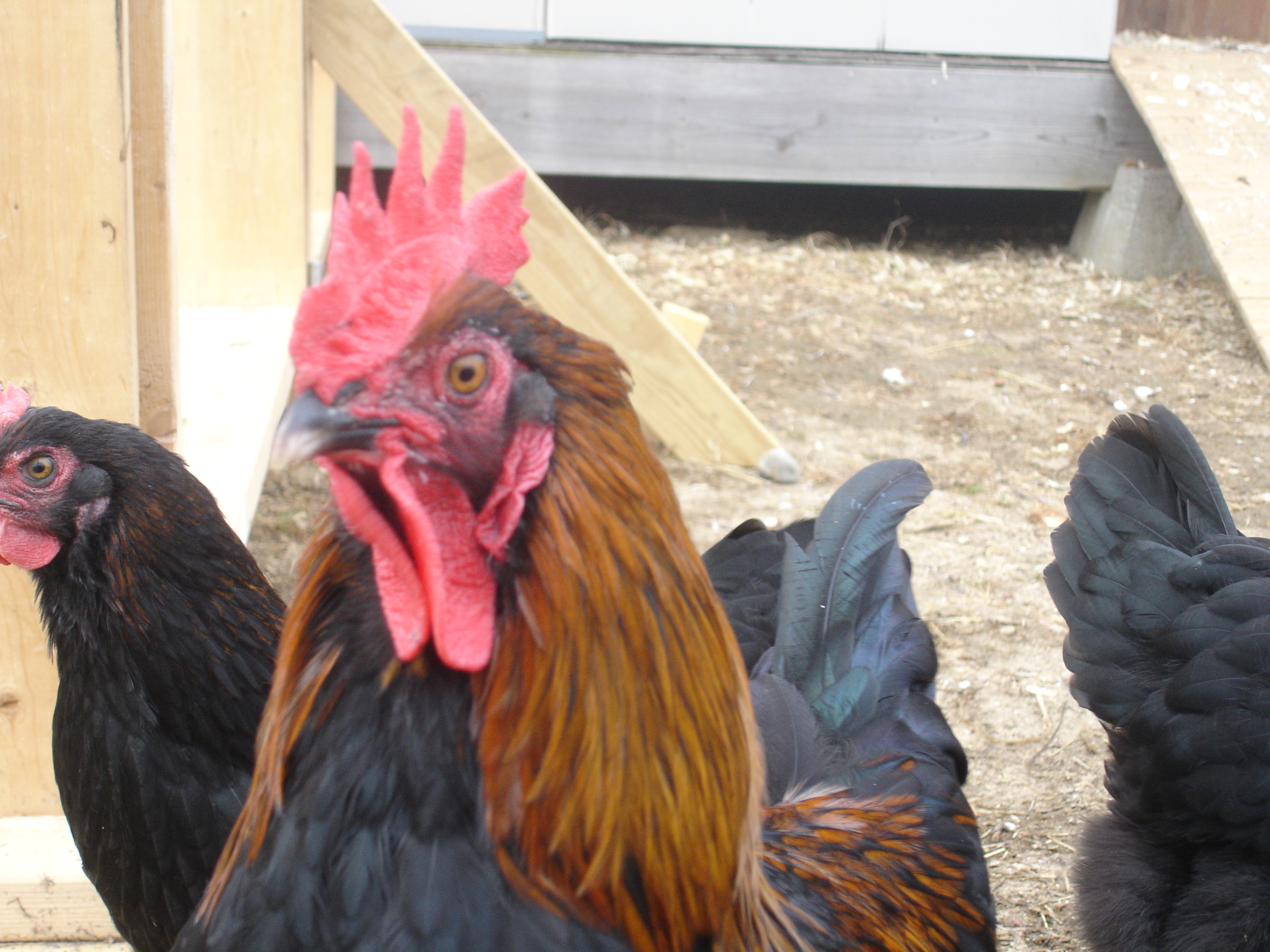 pullets for sale nj