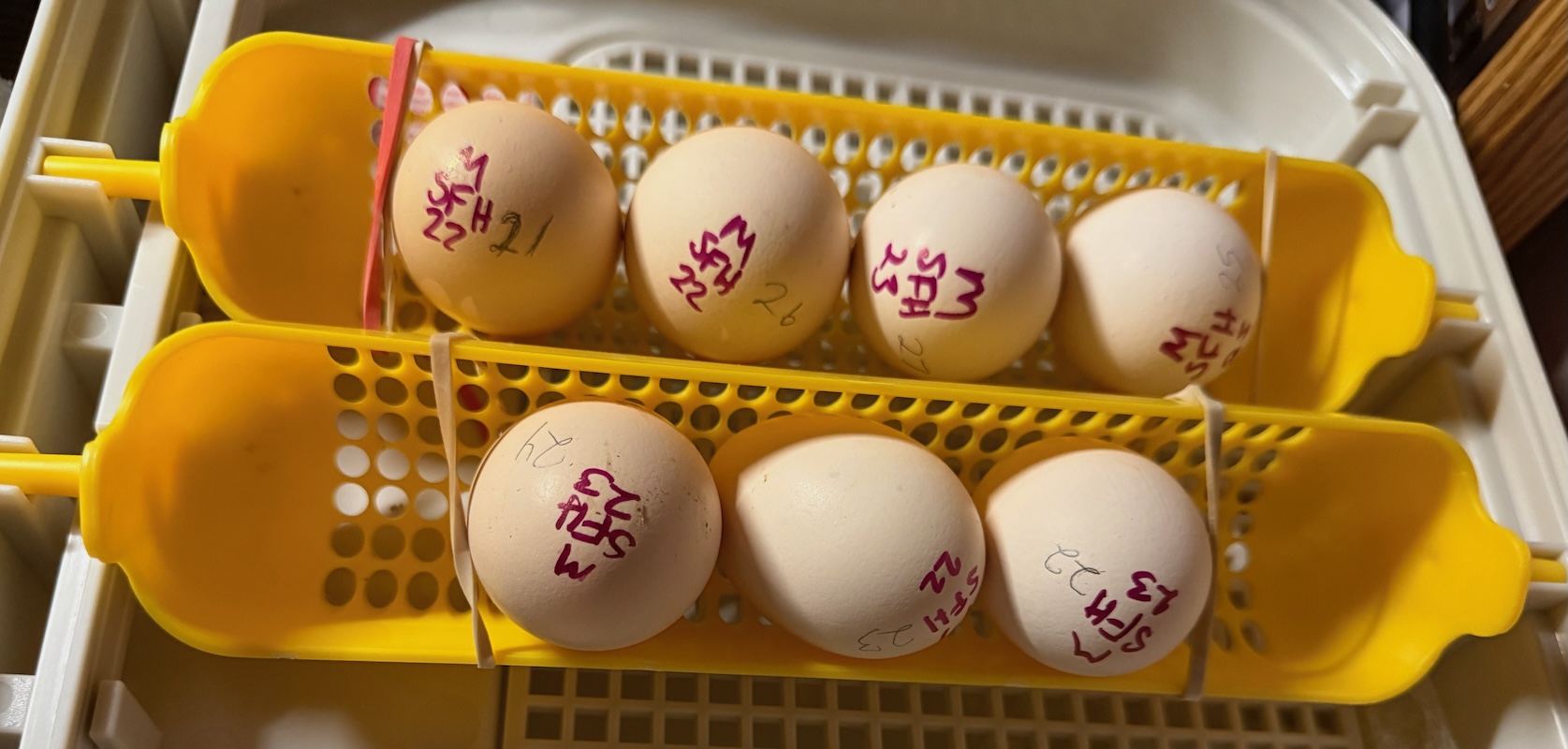 Incubator Trays.jpeg