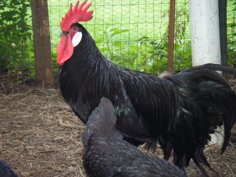 minorca black chickens rooster