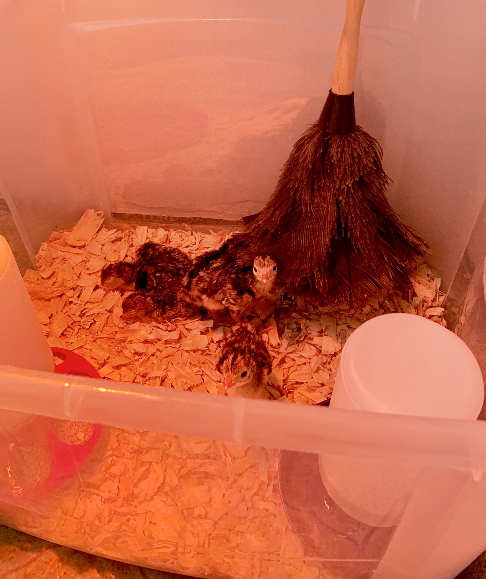 Ostrich Feather Duster BackYard Chickens Learn How to Raise Chickens