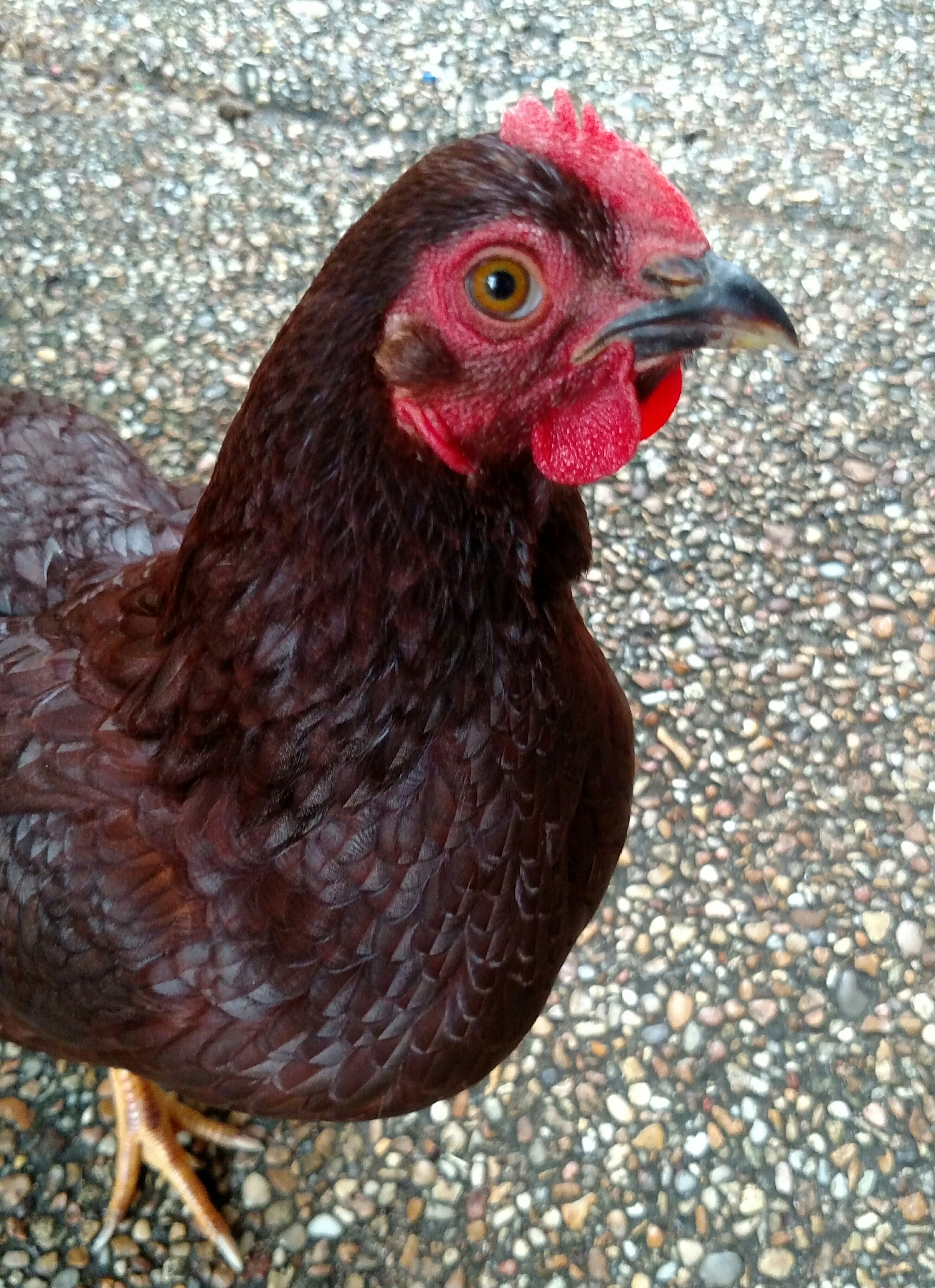 Rhode Island Red Bantam Backyard Chickens Learn How To Raise Chickens