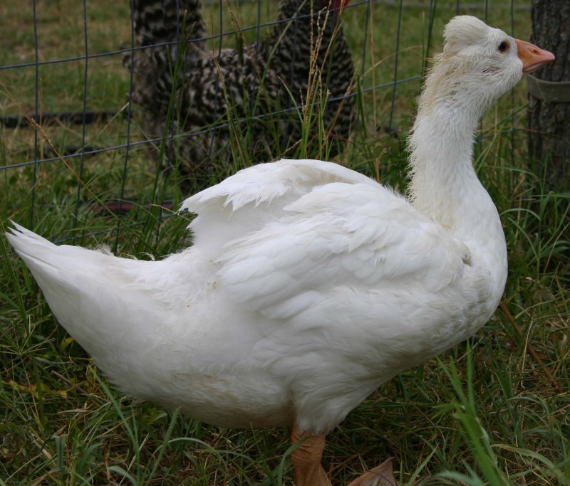 6c1a24f4_geese-roman_tufted_goose-77889-589278.jpeg