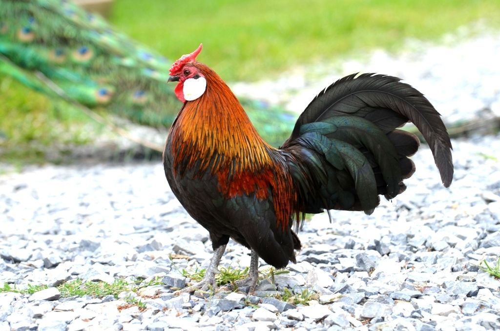 rooster.jpg