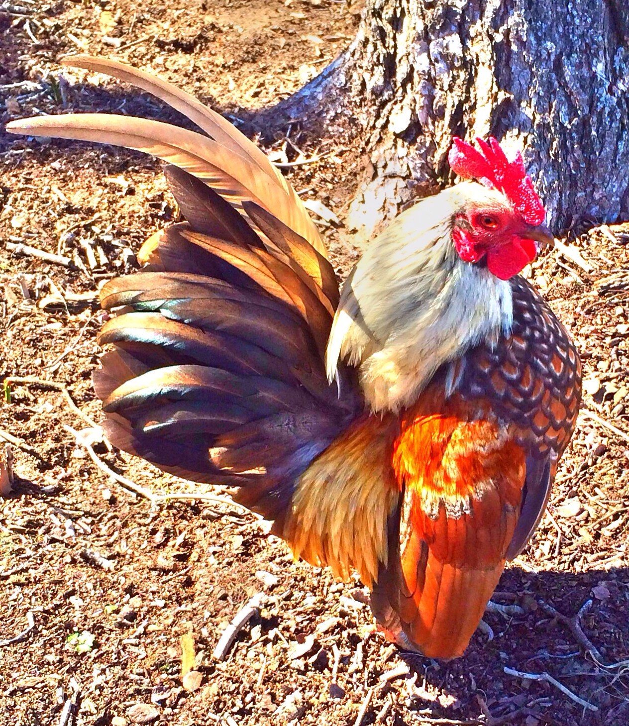 Serama | BackYard Chickens - Learn How to Raise Chickens