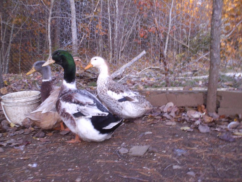 c33c1b33_ducks-silver_appleyard-24247-947524.jpeg