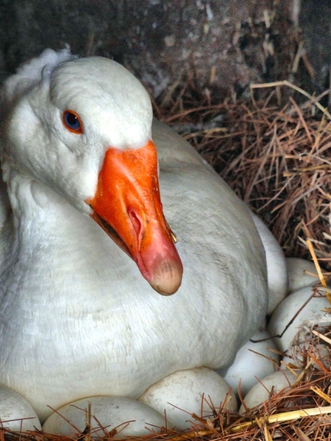 All About Heavy Goose Breeds - Backyard Poultry
