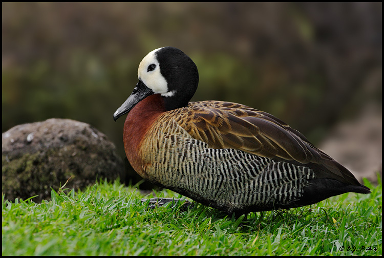 462f434d_HI_WhiteFacedWhistlingDuck02.jpeg